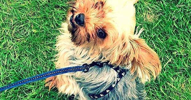 Lilou, chien yorkshire terrier - Concours Photo Chiens & Chats